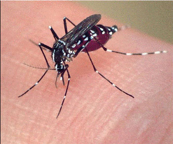 mosquito29012014