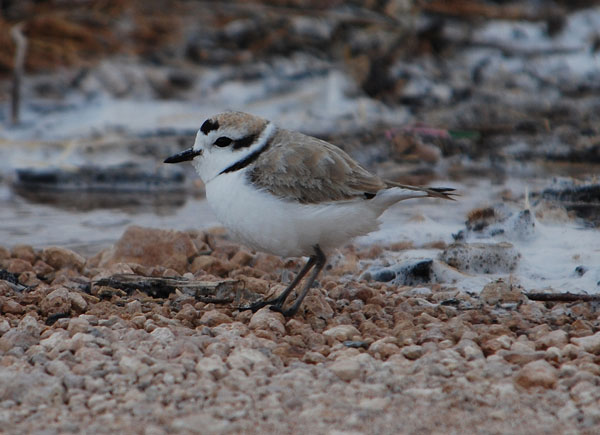 snowyplover06062014
