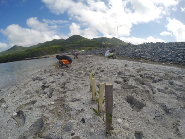 volunteersplantmangrovesatcauseway22012014