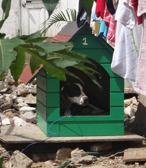 animaldefendersdoghouses020
