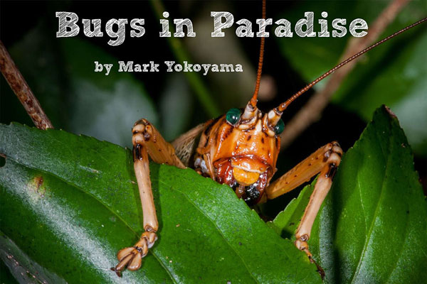 bugsinparadise02122015