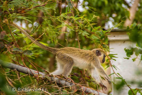 monkey27042015