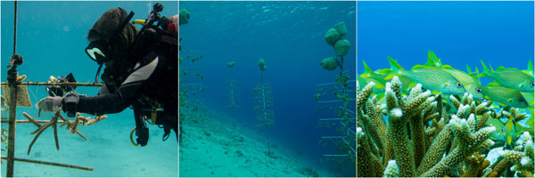 coralrestoration23072016