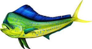 mahimahi01062016