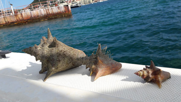 conchresearch30082017