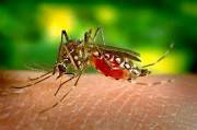 mosquito24052017