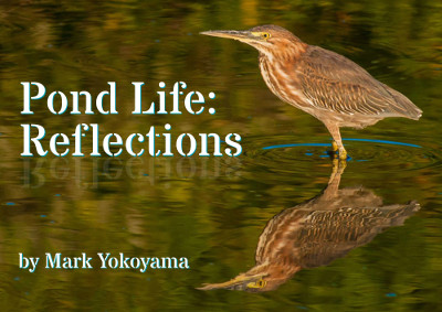 pondlifereflections14112017