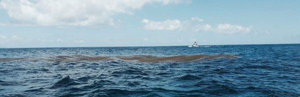 sargassum05052017