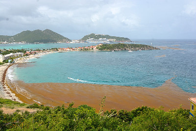 sargassum20062018