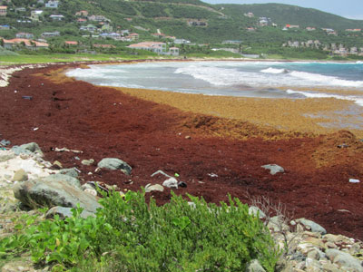 sargassum28022018