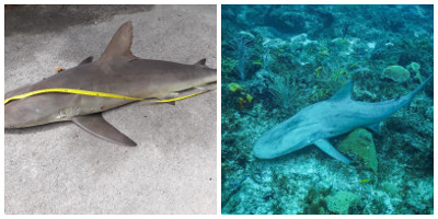 sharks04072018