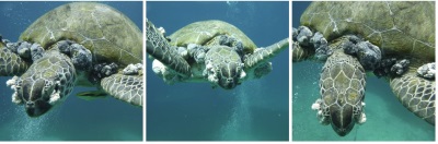 greenbackturtle24062019