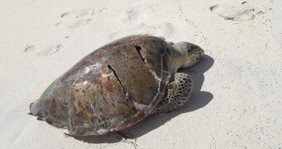 seaturtle21012019