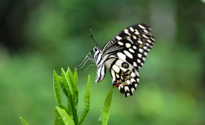 butterflies04052020