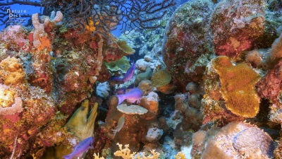 dcn20062020