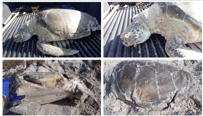 deadseaturtles15042020
