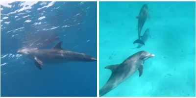 dolphinscaptured24062020