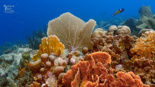 coralreef0802021