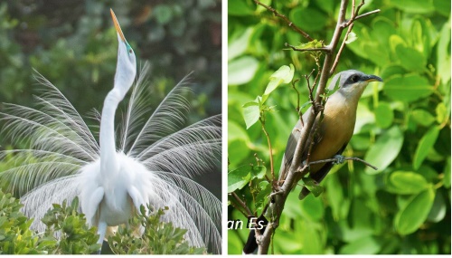 epicbird07052021