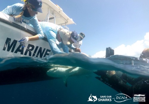 shark28012021