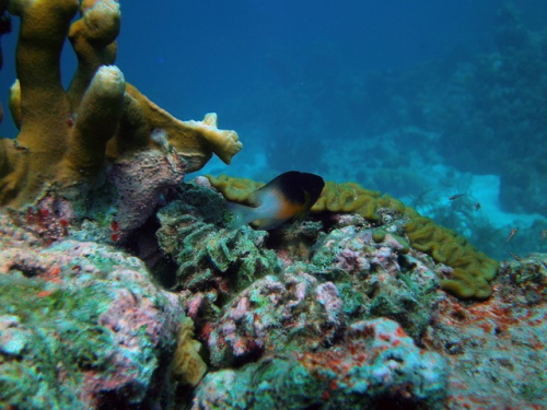 coralreef21022022