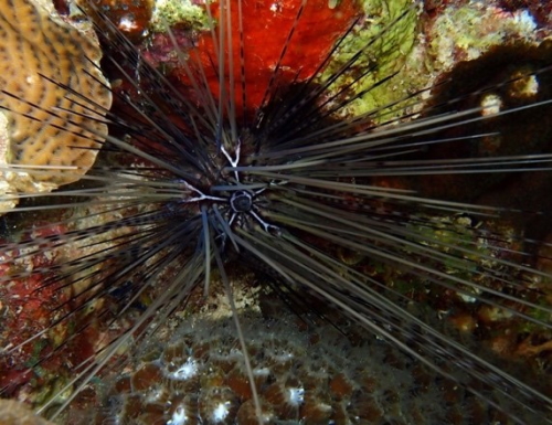 seaorchins01042022
