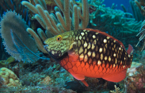 parrotfish04042023