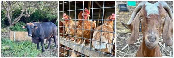 sabafarm30012023
