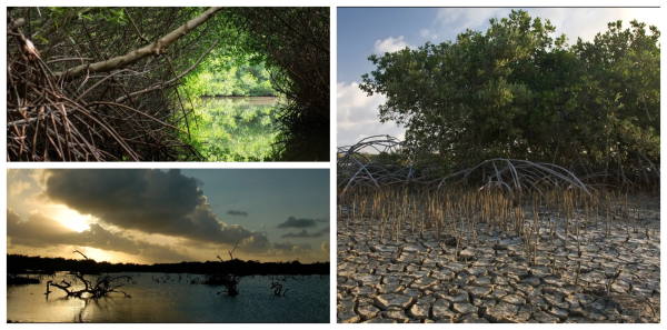 mangroves25072025