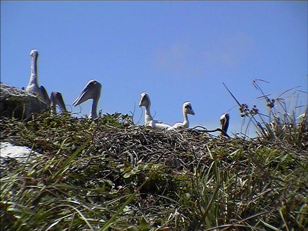 babypelicans08112010