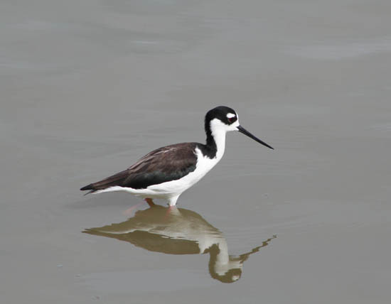 black-necked_stilt