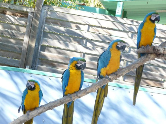 blugoldmacaw02122009