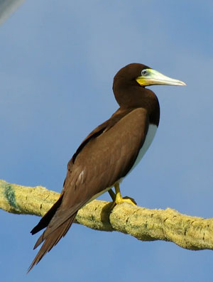 boobybird12052011