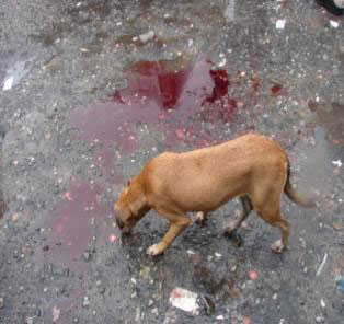 dog05012011