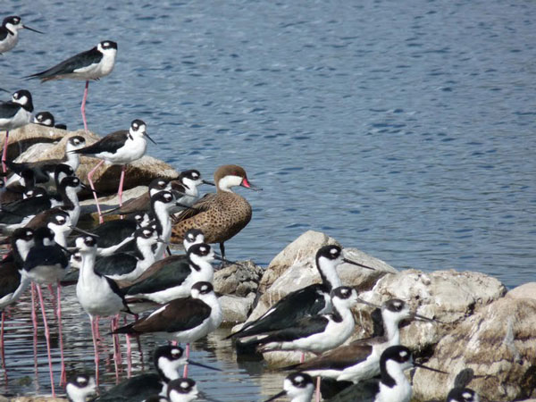 epicbirdwatch14122011
