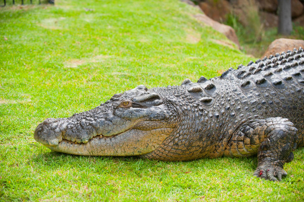 crocodilefillin18102017