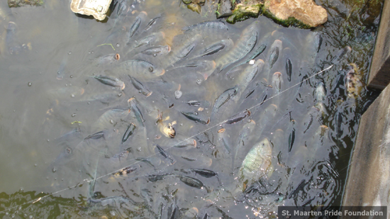fishsltpnd11112009