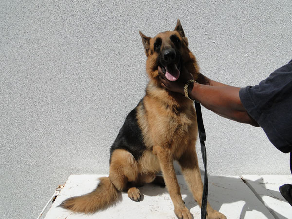 germansheperd09082011