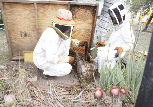 honeyharvesting25042010