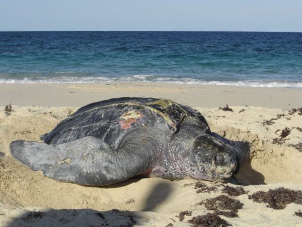 leatherbackseaturtle08052011