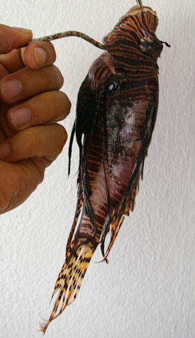 lionfish24092010