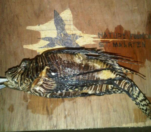 lionfish27042011