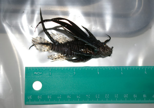 lionfishexam26072010