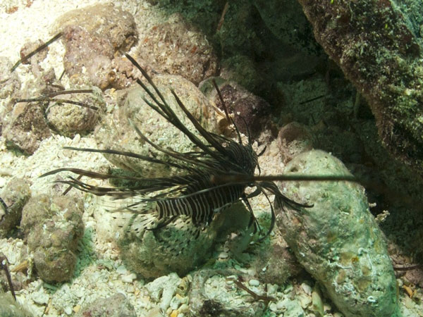 lionfishsxm19072010