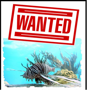 lionfishwanted20092011