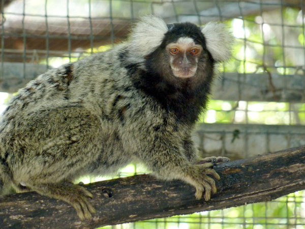 marmosetmonkey03072011