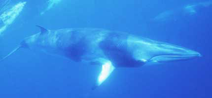 minkewhale15062010