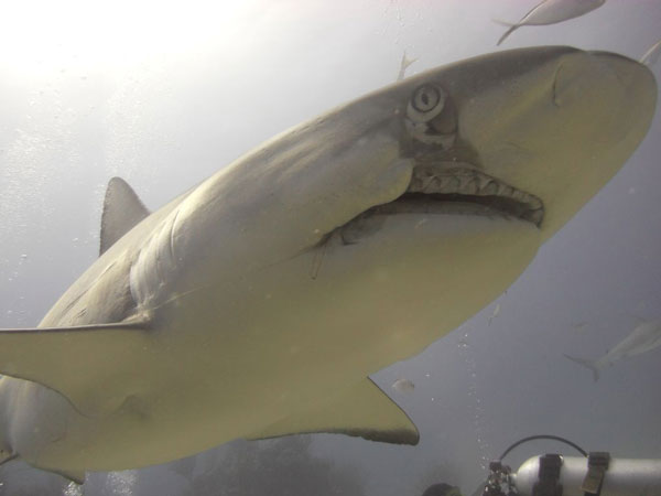mowsinjuredshark25082011