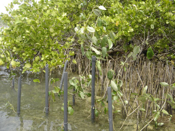 naturefoundationplantsmangroves06062011