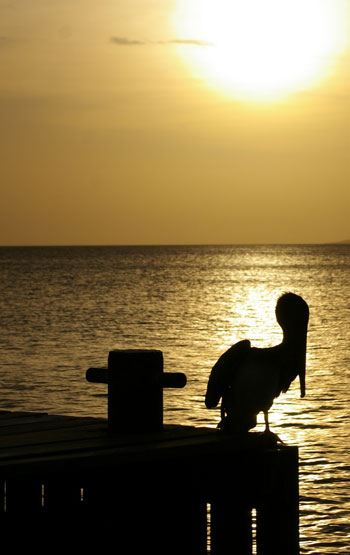 pelican04122011